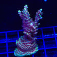 GB Fury Acropora Coral