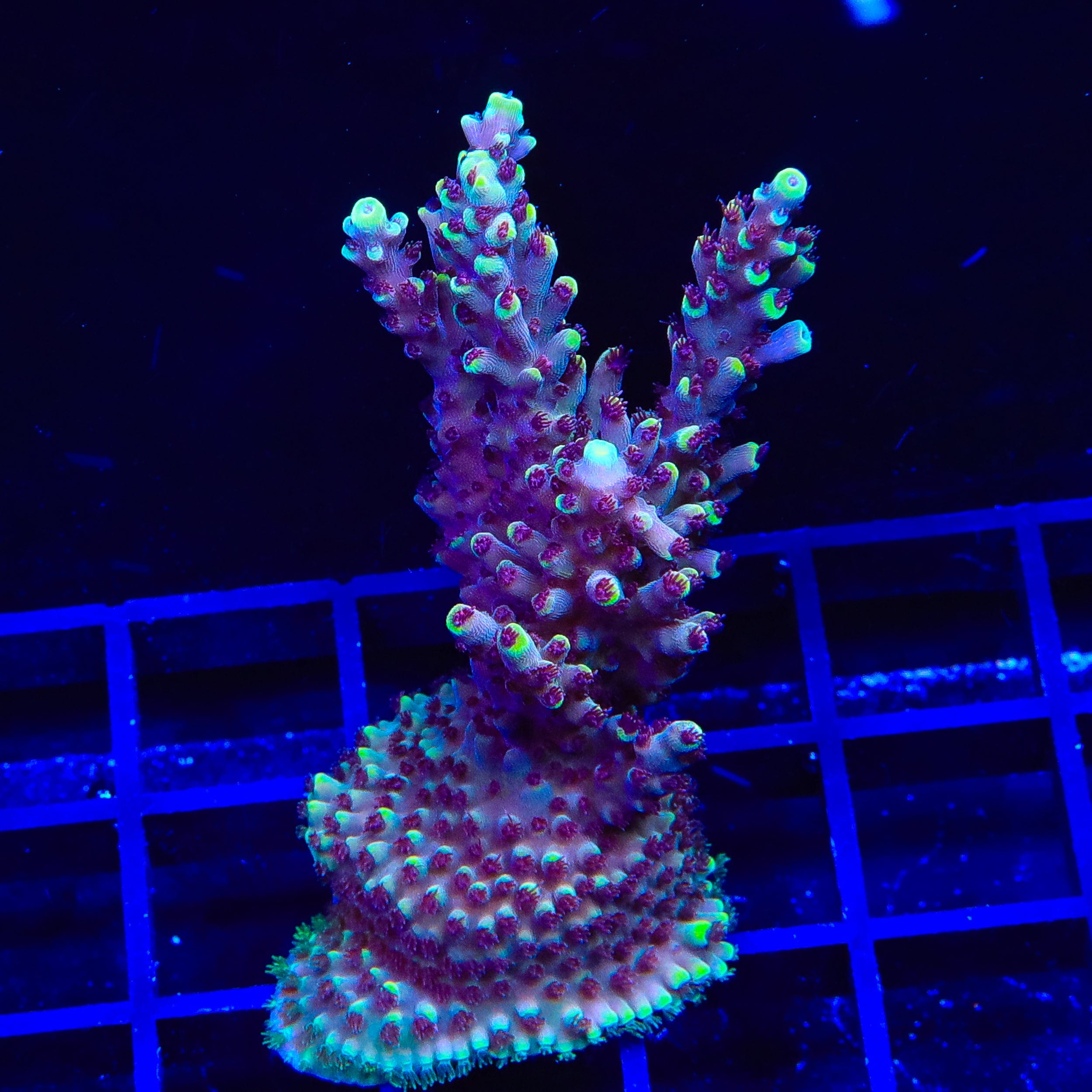 GB Fury Acropora Coral