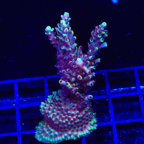 GB Fury Acropora Coral
