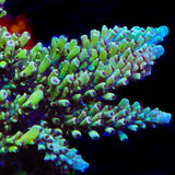 GB Fury Acropora Coral