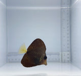 Gem Tang