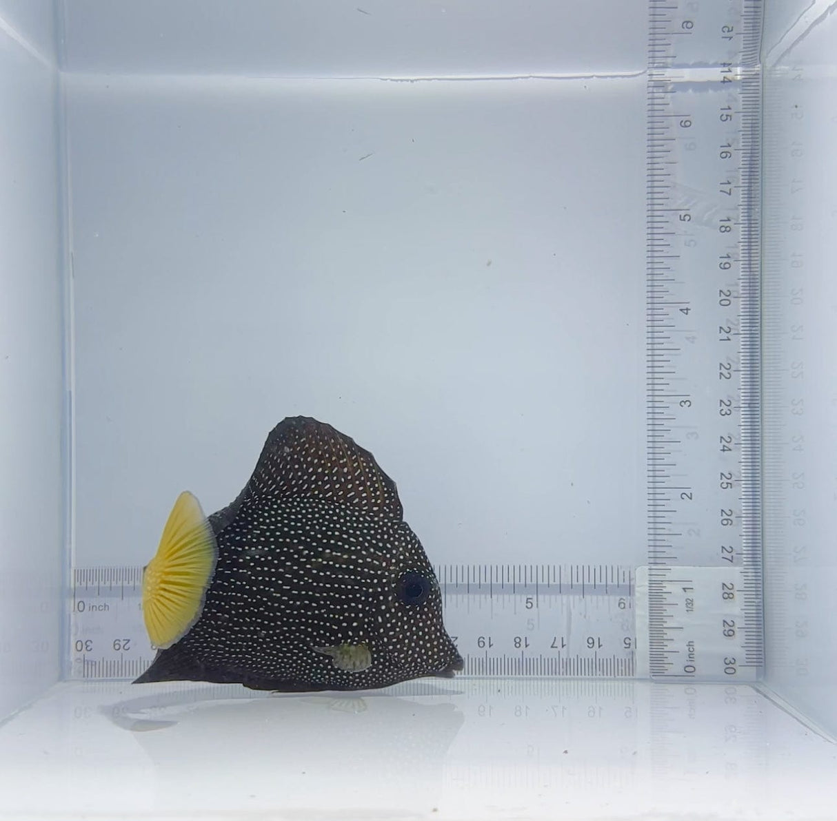 Gem Tang