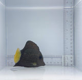 Gem Tang