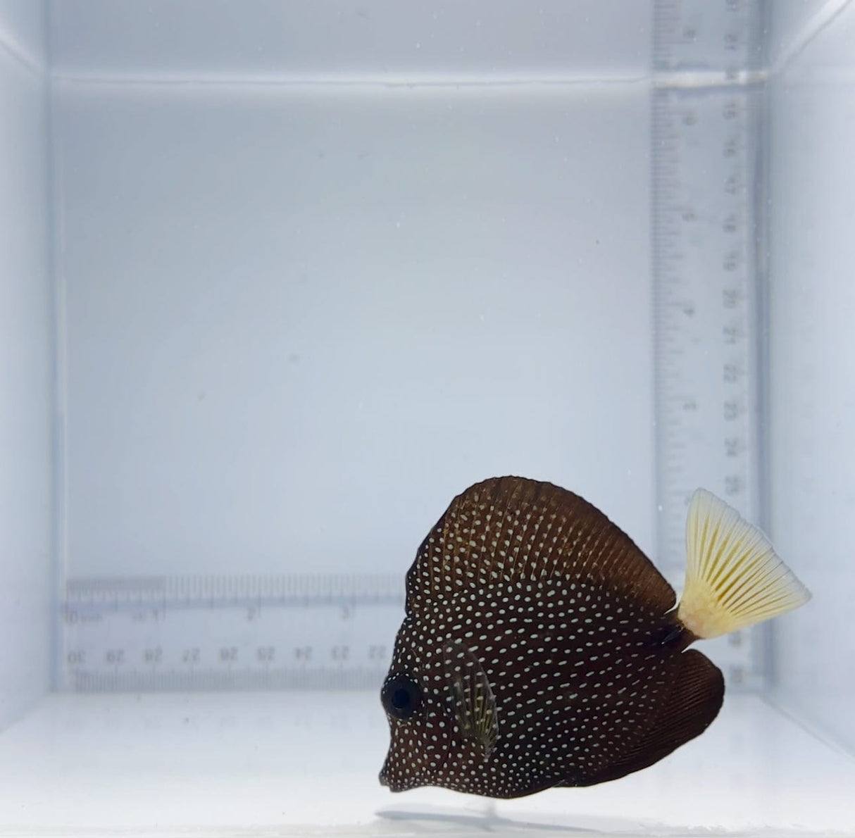 Gem Tang Fish