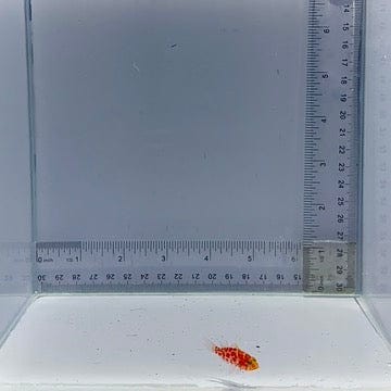 Geometric Pygmy Hawk Fish