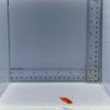 Geometric Pygmy Hawk Fish