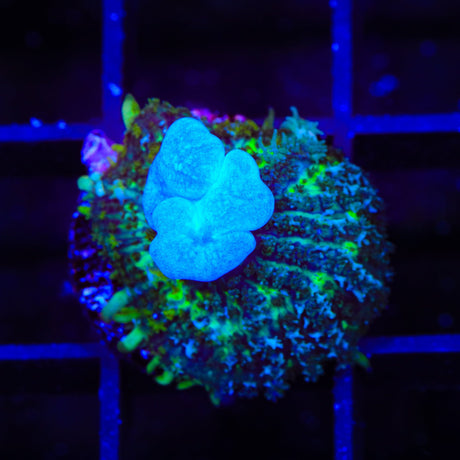 Ghost Bounce Mushroom Coral