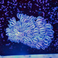 Giant Bali Xenia