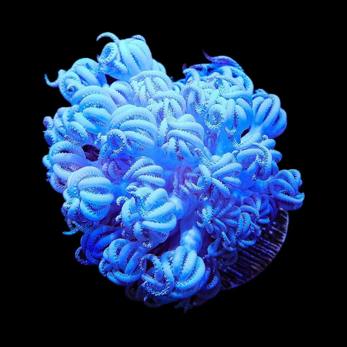 Giant Bali Xenia Coral