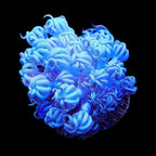 Giant Bali Xenia Coral