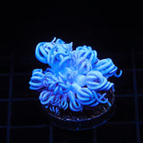 Giant Bali Xenia Coral