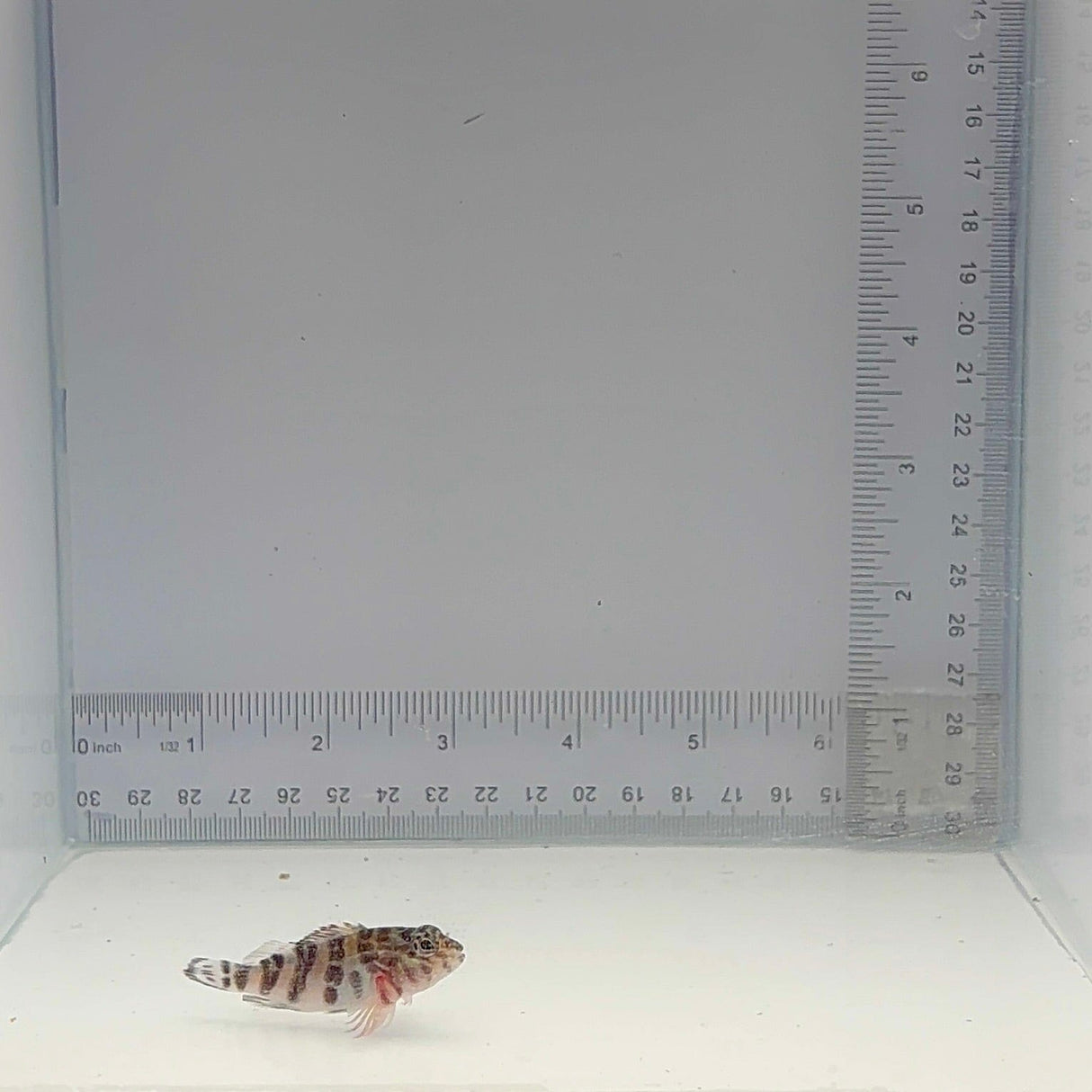Giant Hawk Fish