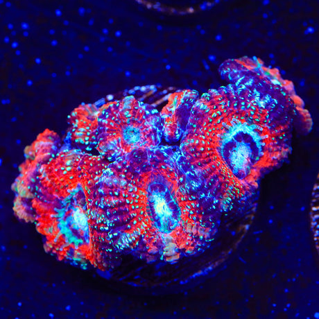 Glitter Acan Coral