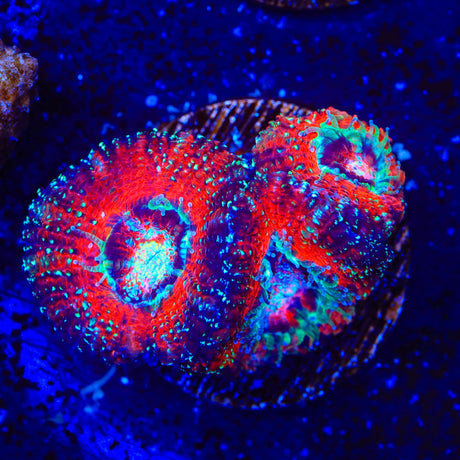 Glitter Acan Coral