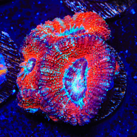 Glitter Acan Coral