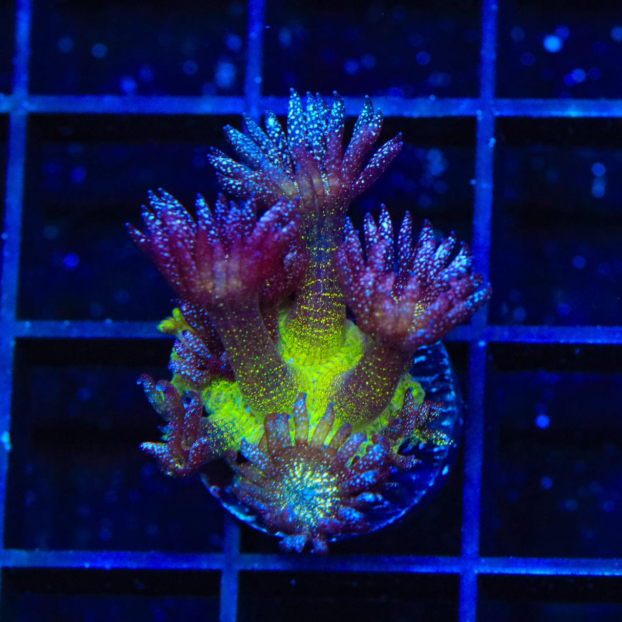Glitter Bomb Goniopora Coral