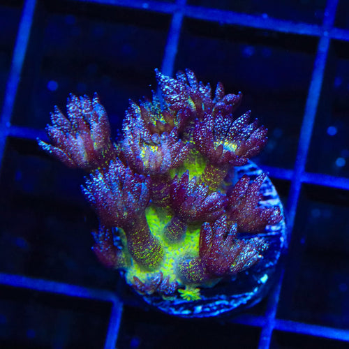 Glitter Bomb Goniopora Coral