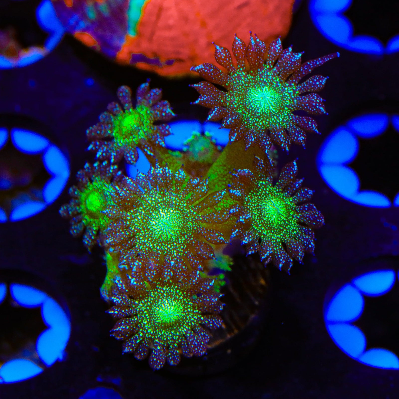 Glitter Bomb Goniopora COral