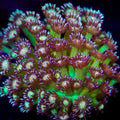 Glitter Goni Colony