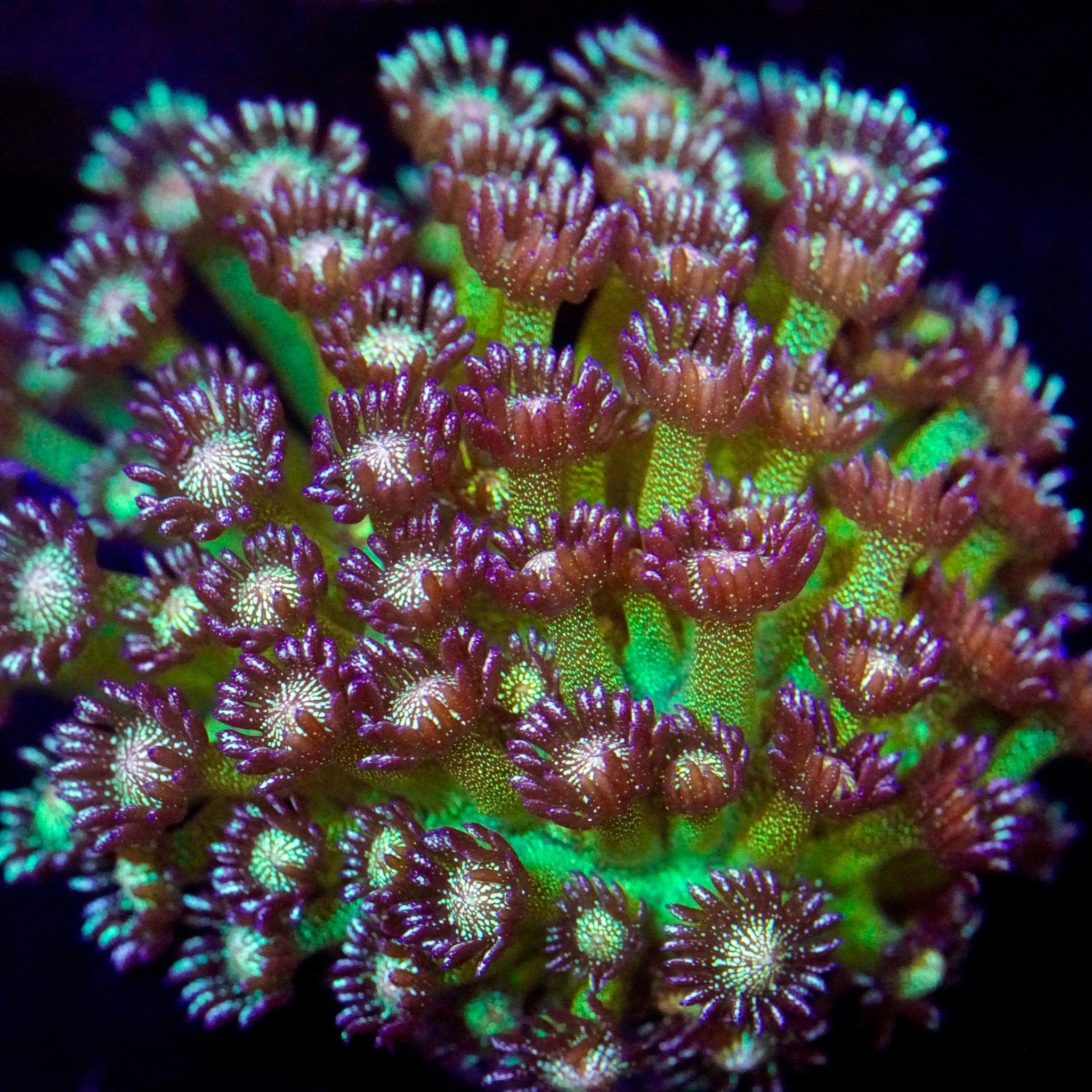 Glitter Goni Colony