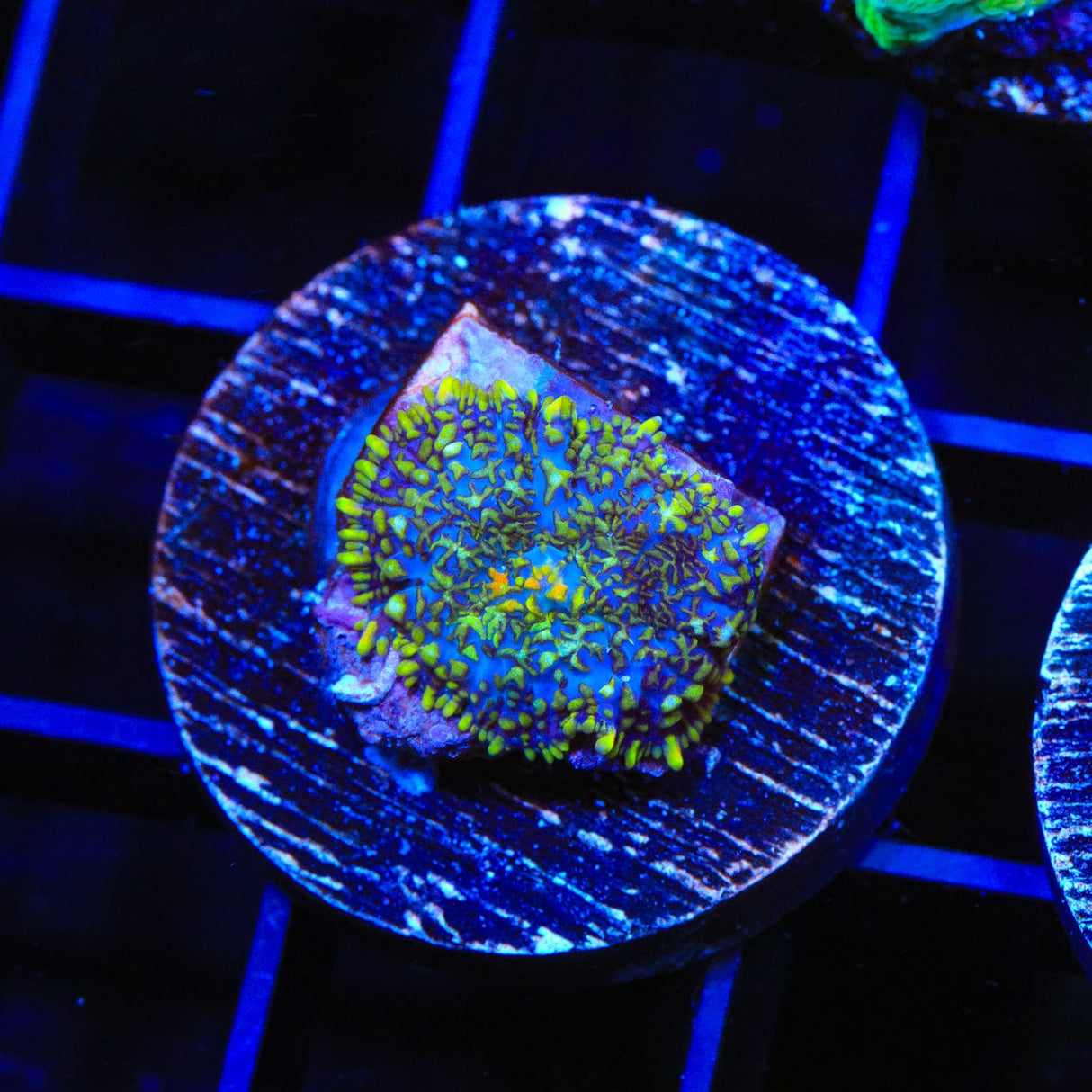 Glitter Rhodactis Mushroom Coral