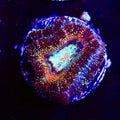 Glitterari Acan