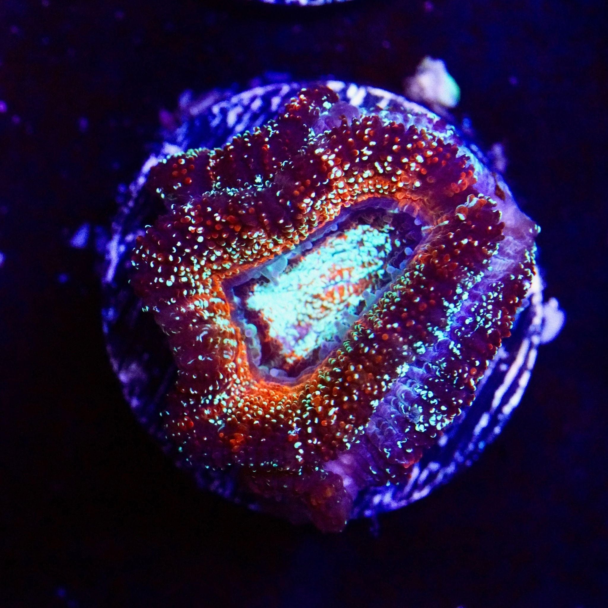 Glitterari Acan
