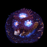 Glow Pop Zoanthid Coral