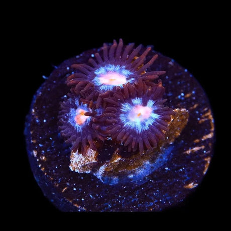 Glow Pop Zoanthid Coral