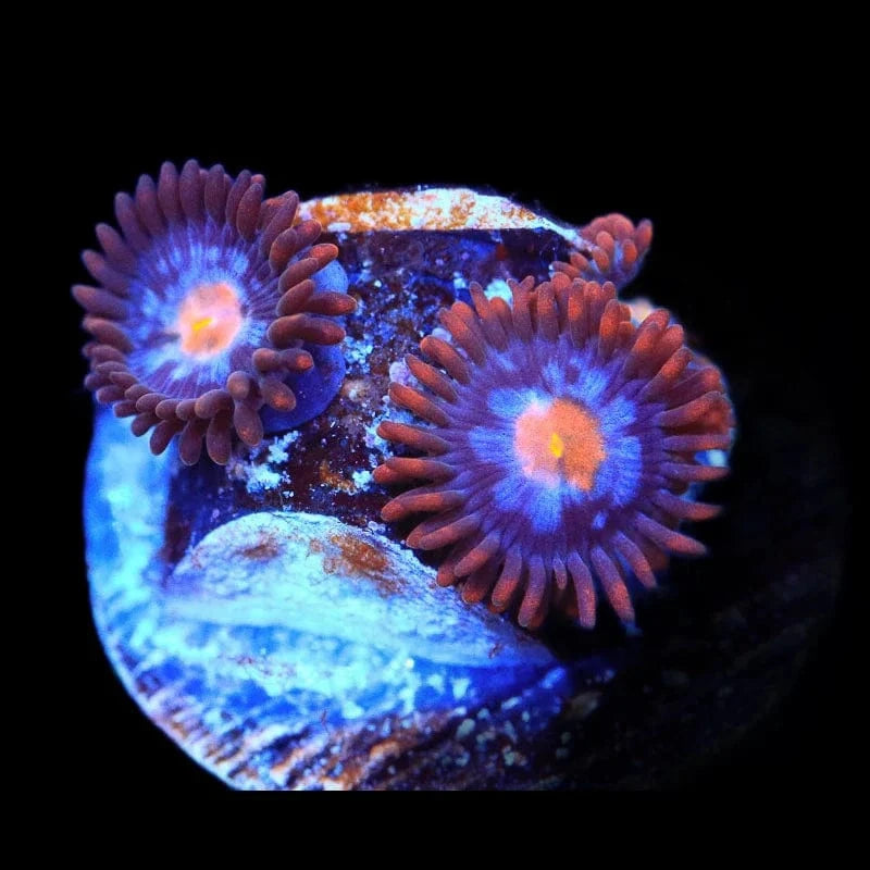 Glow Pop Zoanthid Coral