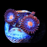 Glow Pop Zoanthid Coral