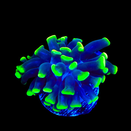 Glow Tip Hammer Coral