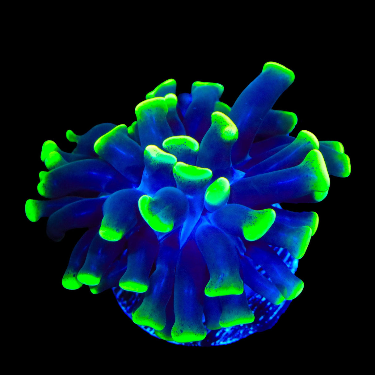 Glow Tip Hammer Coral