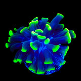 Glow Tip Hammer Coral