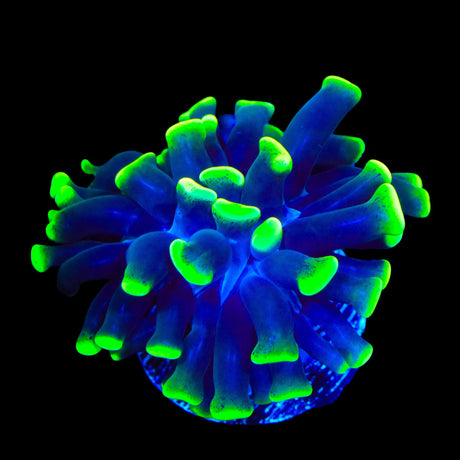 Glow Tip Hammer Coral