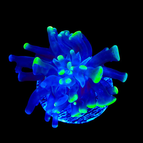 Glow Tip Hammer Coral