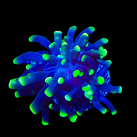 Glow Tip Hammer Coral