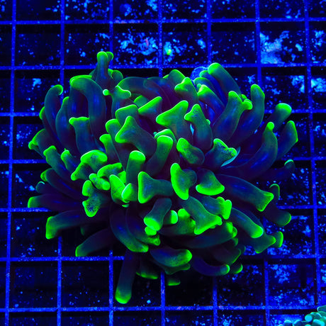 Glow Tip Hammer Coral