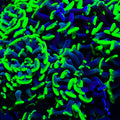 Glow Tip Hammer Coral