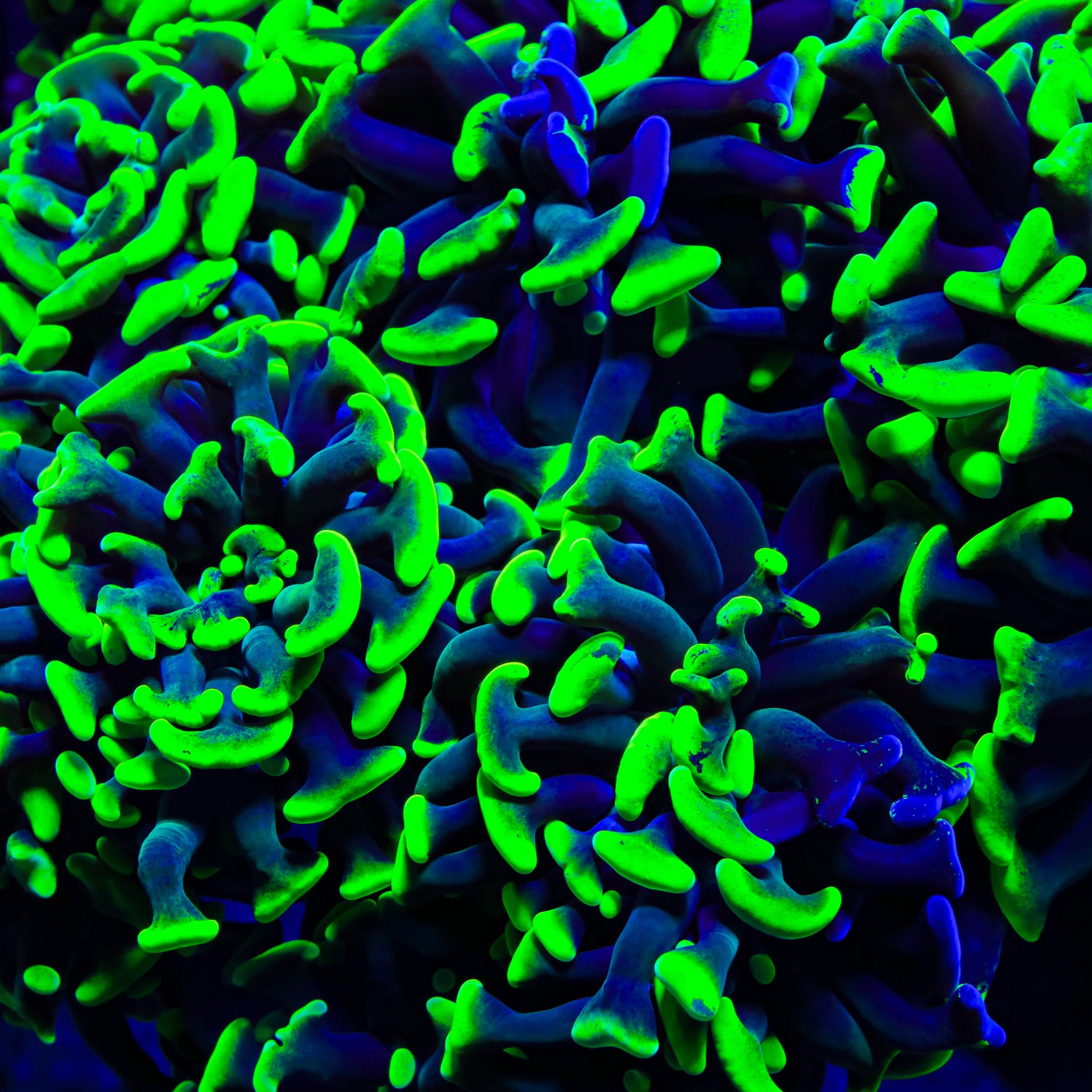 Glow Tip Hammer Coral
