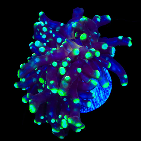 Glowbug Frogspawn Coral
