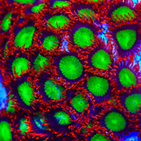 Goblins on Fire Zoanthids Coral