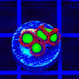 Goblins on Fire Zoanthids Coral