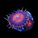 God of War Zoanthid Coral