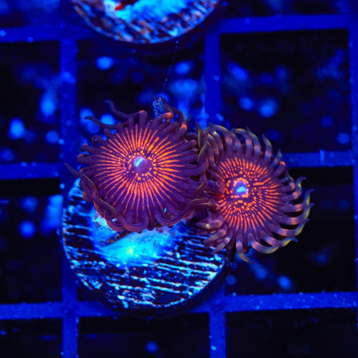 God of War Zoanthids Coral