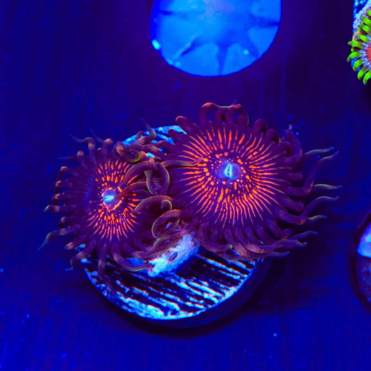 God of War Zoanthids Coral