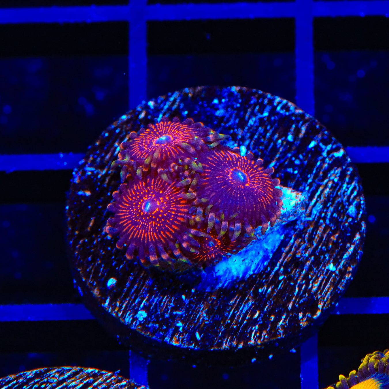 God of War Zoanthids Coral