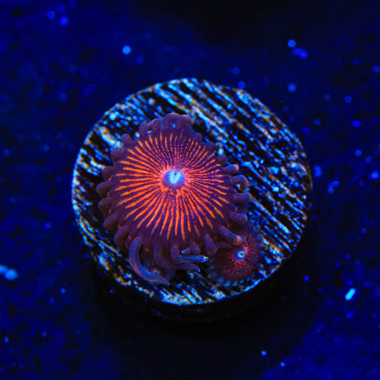 God of War Zoanthids Coral