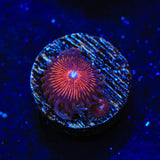 God of War Zoanthids Coral