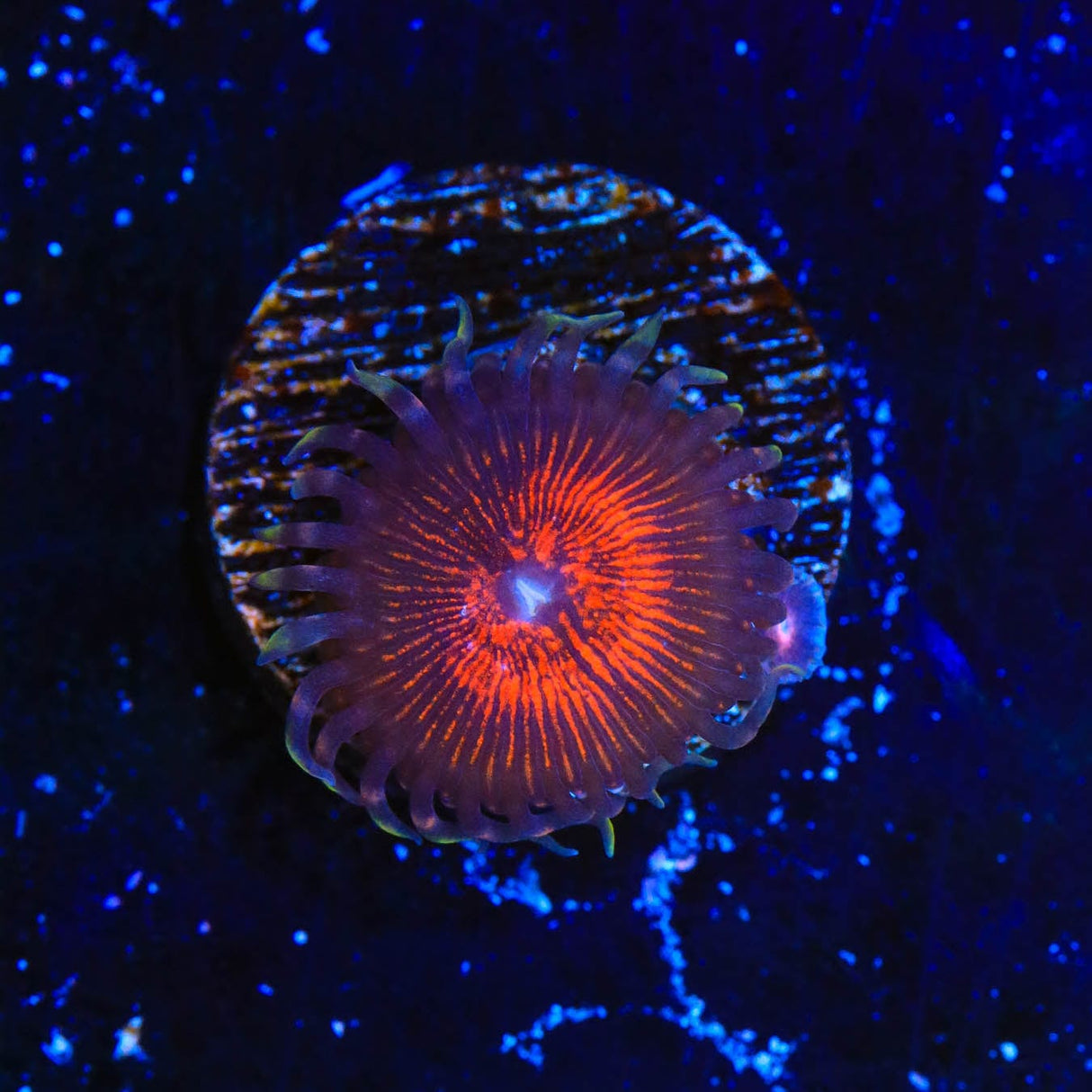 God of War Zoanthids Coral